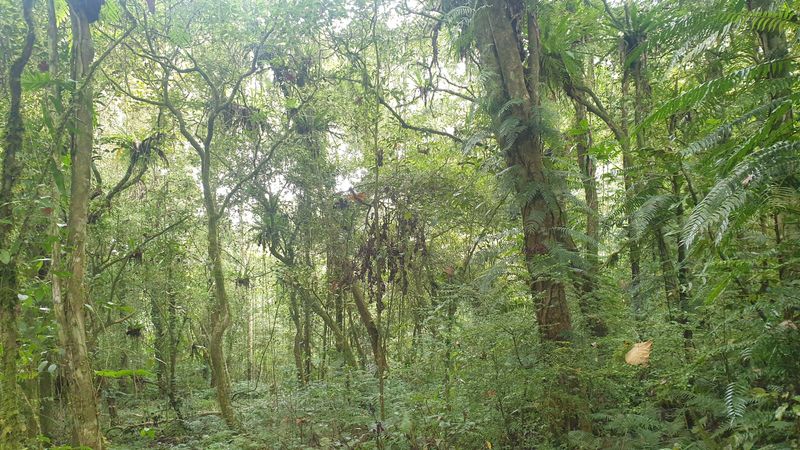 la-foret-tropicale_5