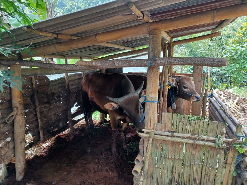 27-juillet-de-aoman-a-sebatu_2