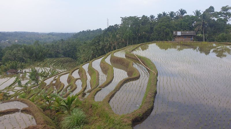 les-rizieres-de-belimbing_3