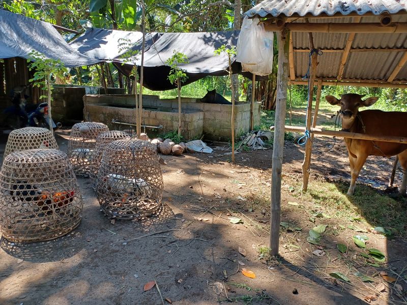 1-er-aout-des-rizieres-de-babi-aux-bains-royaux-de-tirtagangga_10