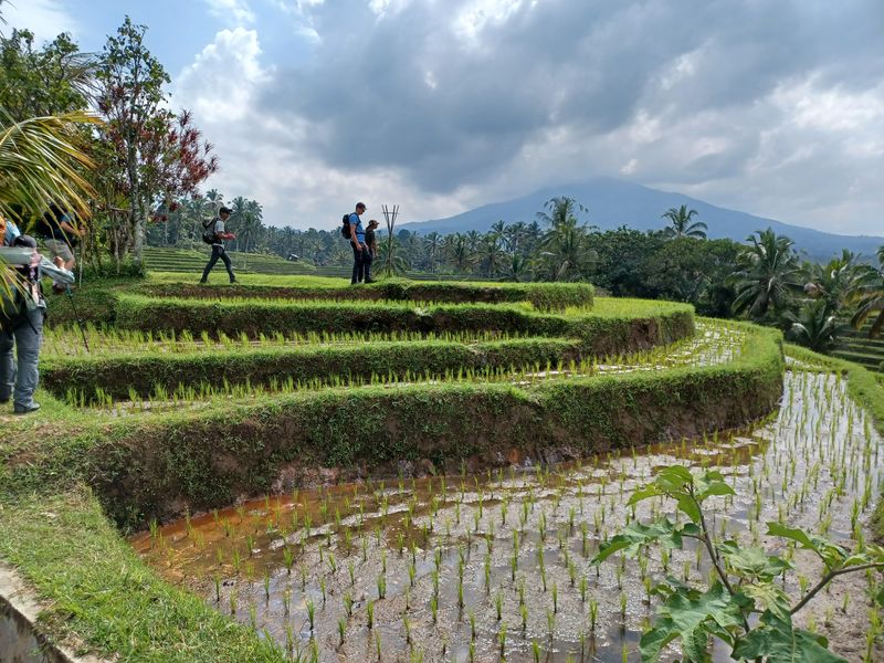 les-rizieres-de-belimbing