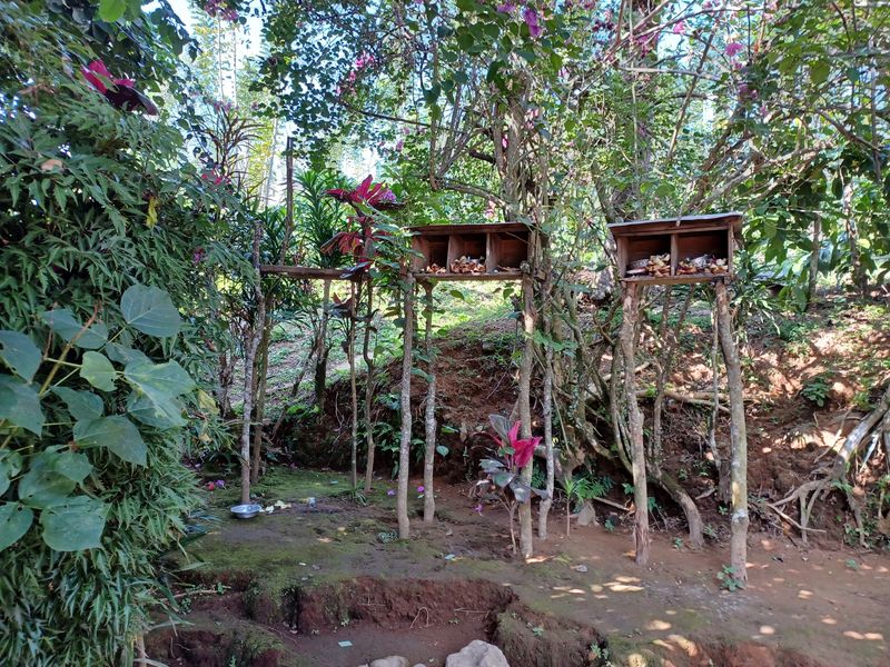 25-juillet-les-rizieres-de-pujungan-a-munduk_13