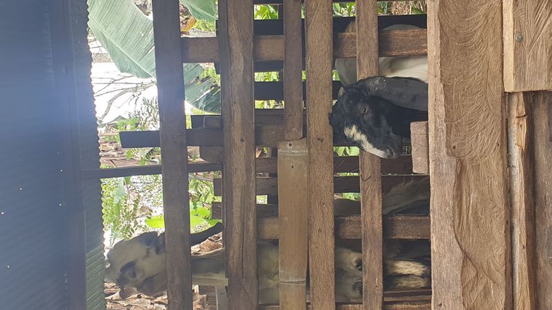 25-juillet-les-rizieres-de-pujungan-a-munduk_10