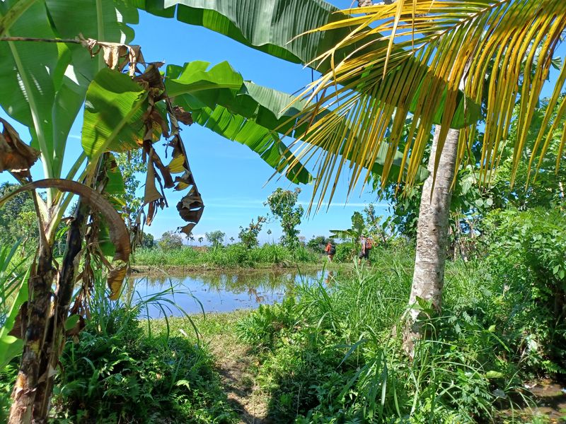 1-er-aout-des-rizieres-de-babi-aux-bains-royaux-de-tirtagangga_13