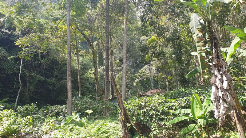 25-juillet-les-rizieres-de-pujungan-a-munduk