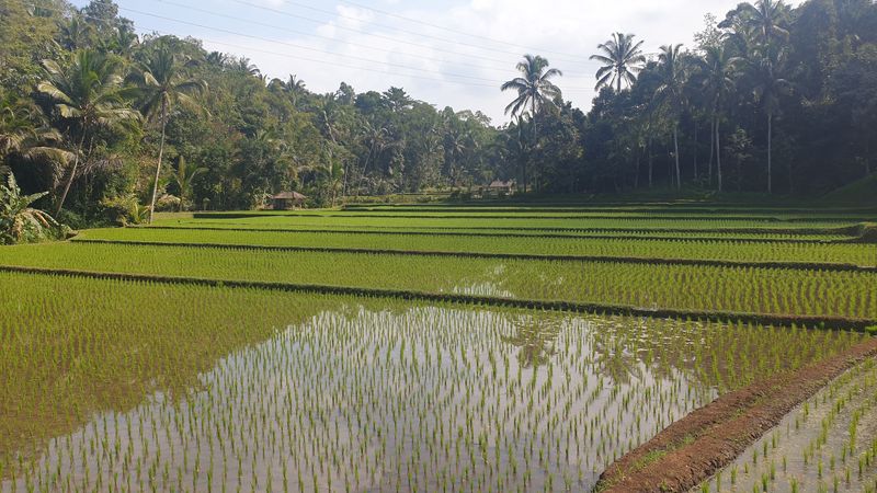 les-rizieres-de-belimbing_5