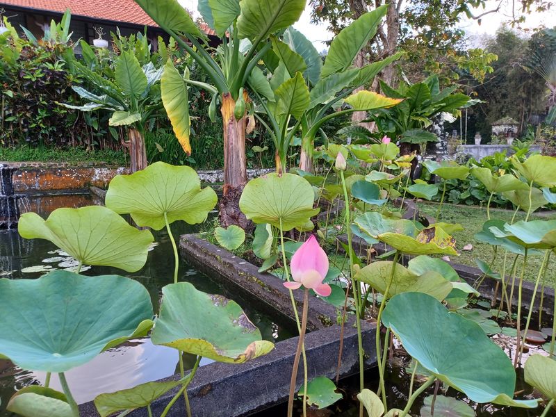 1-er-aout-des-rizieres-de-babi-aux-bains-royaux-de-tirtagangga_12