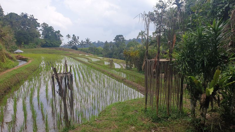 les-rizieres-de-belimbing_29
