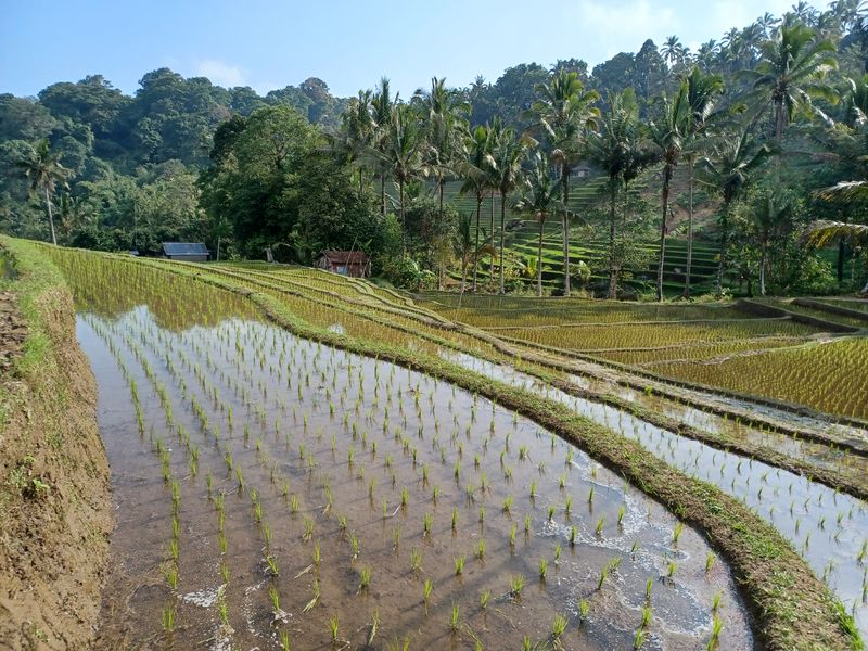 les-rizieres-de-belimbing_8