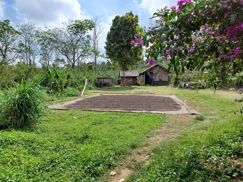 25-juillet-les-rizieres-de-pujungan-a-munduk_4