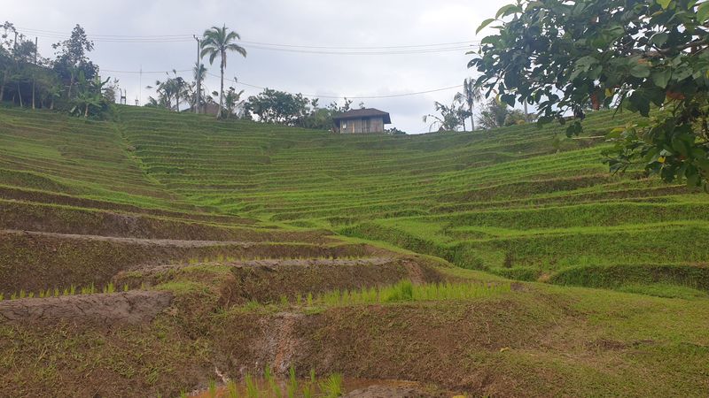 les-rizieres-de-belimbing_10