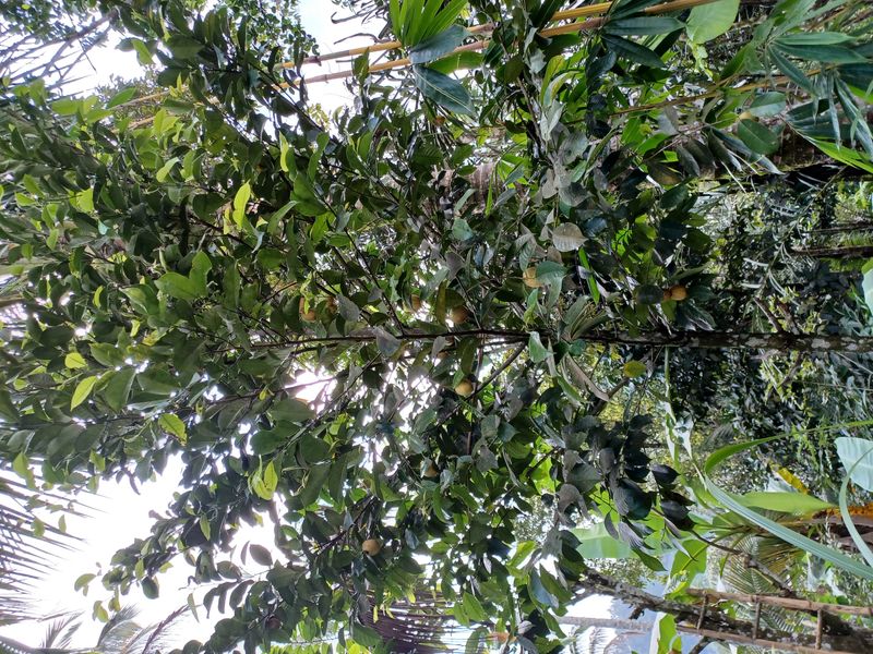 les-rizieres-de-belimbing_2