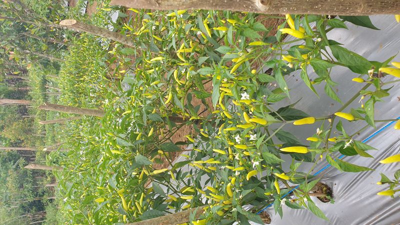 25-juillet-les-rizieres-de-pujungan-a-munduk_3