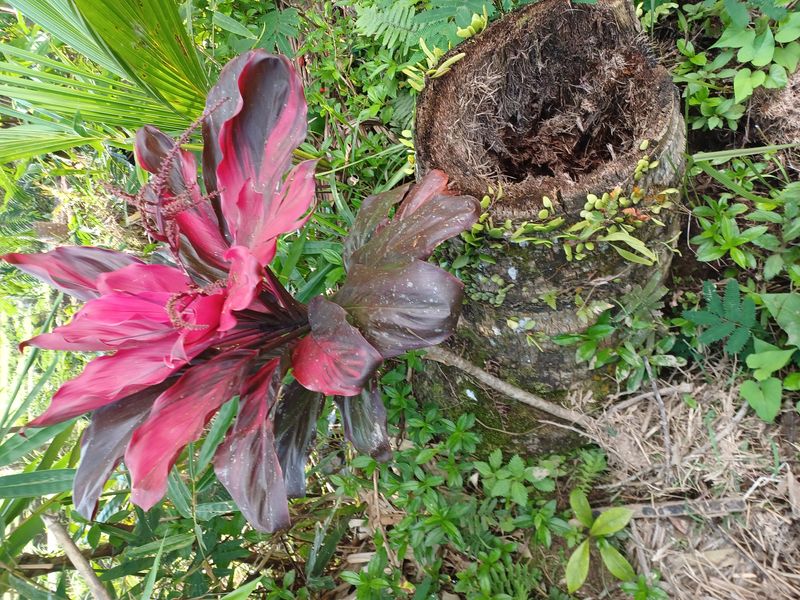 les-rizieres-de-belimbing_12