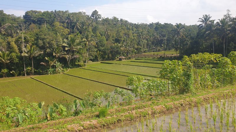 les-rizieres-de-belimbing