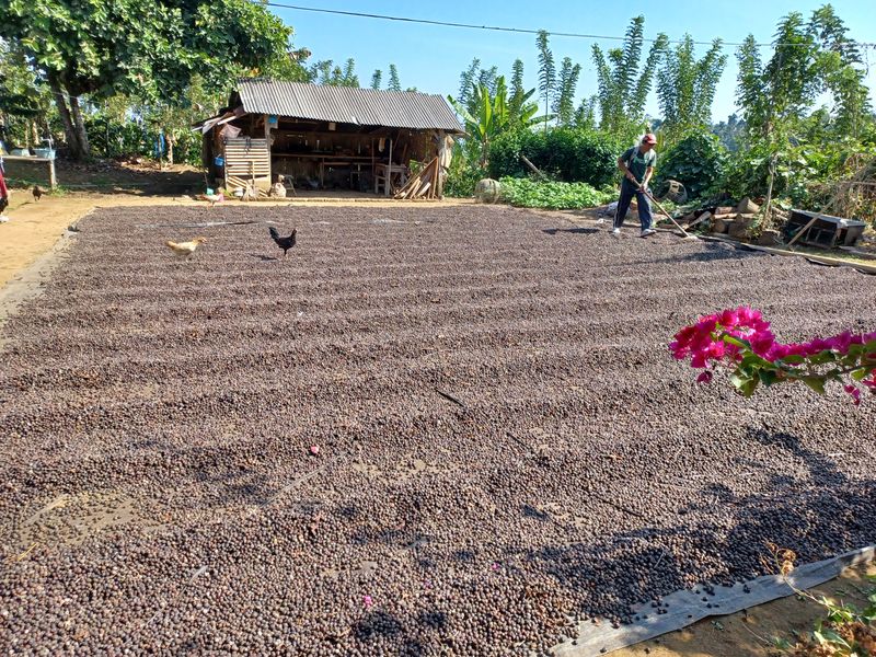 25-juillet-les-rizieres-de-pujungan-a-munduk_11