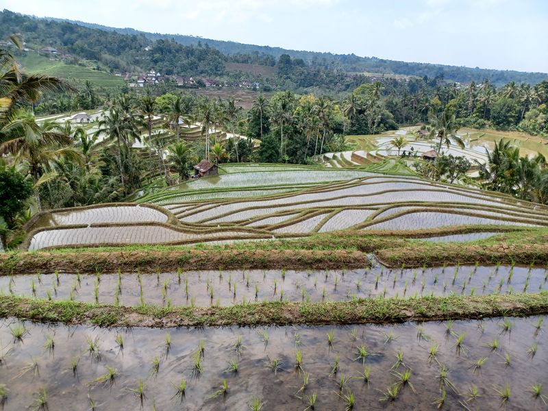 les-rizieres-de-belimbing