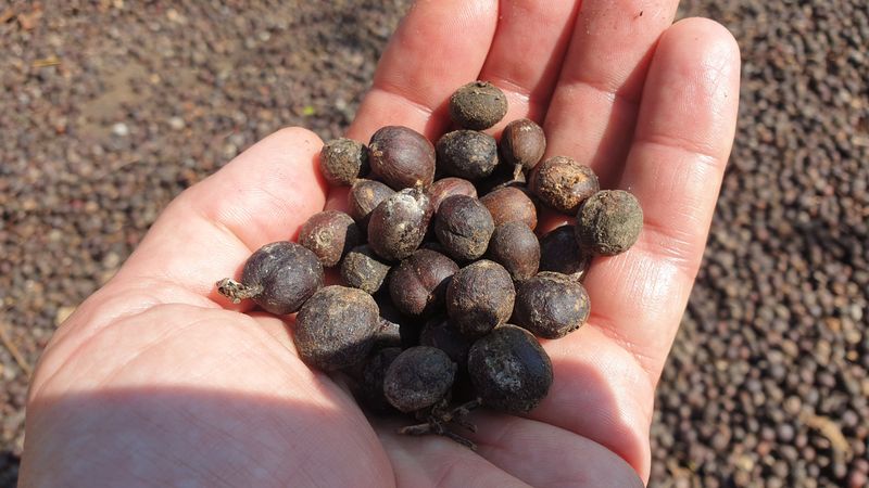 25-juillet-les-rizieres-de-pujungan-a-munduk_14