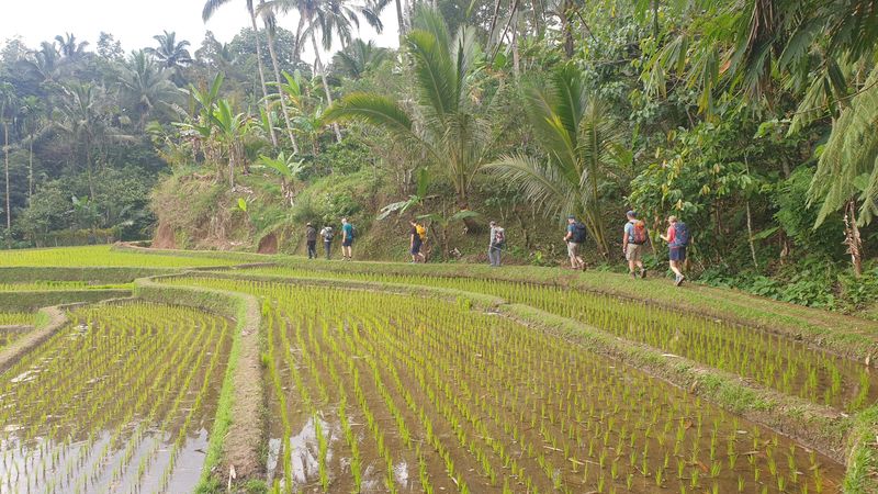 les-rizieres-de-belimbing_28