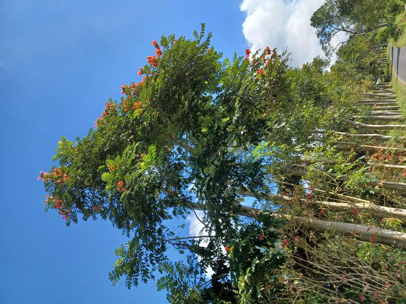 27-juillet-de-aoman-a-sebatu_2