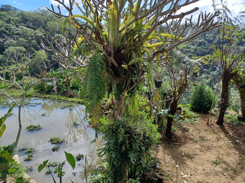 27-juillet-de-aoman-a-sebatu_6