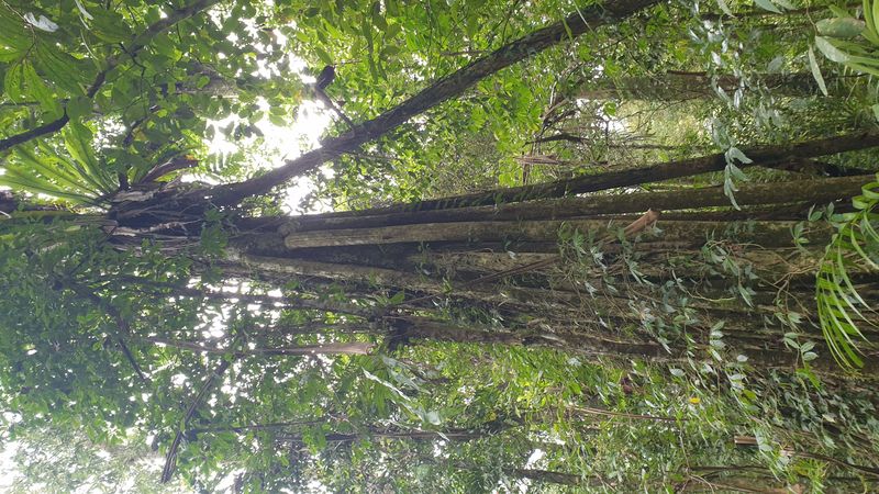 la-foret-tropicale_7