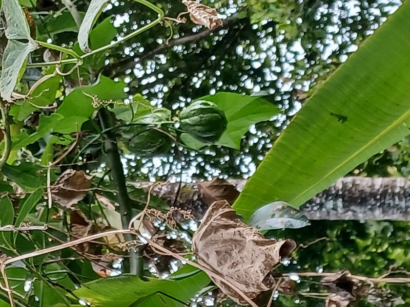 25-juillet-les-rizieres-de-pujungan-a-munduk_18