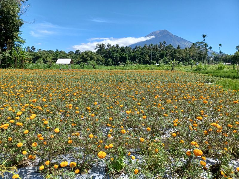 1-er-aout-des-rizieres-de-babi-aux-bains-royaux-de-tirtagangga_21