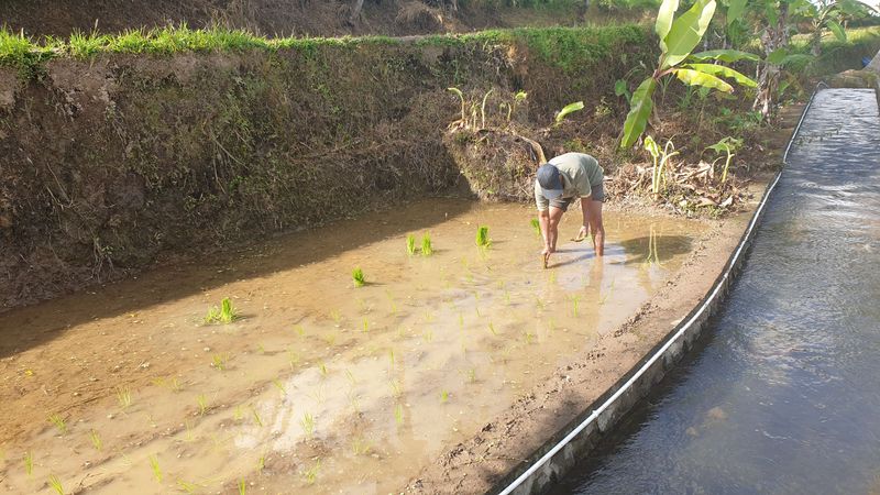 les-rizieres-de-sebatu_7