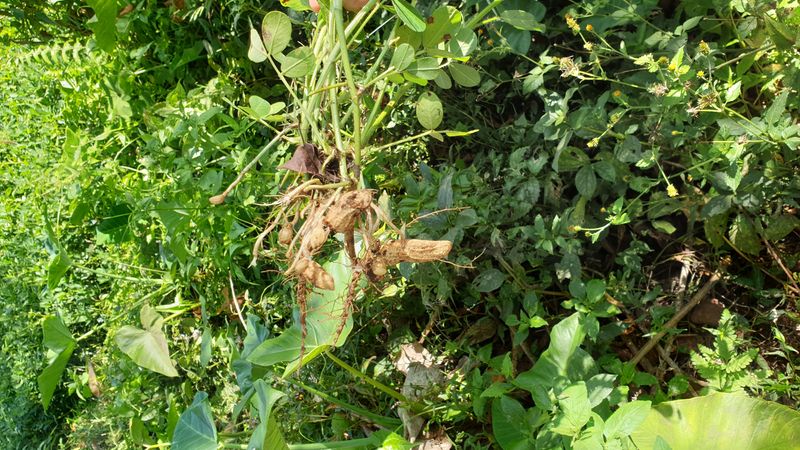 25-juillet-les-rizieres-de-pujungan-a-munduk_7