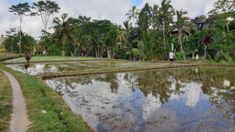 les-rizieres-de-sebatu_3