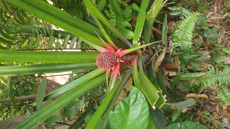 les-rizieres-de-belimbing_3