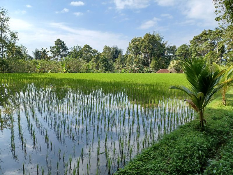 les-rizieres-de-belimbing_3