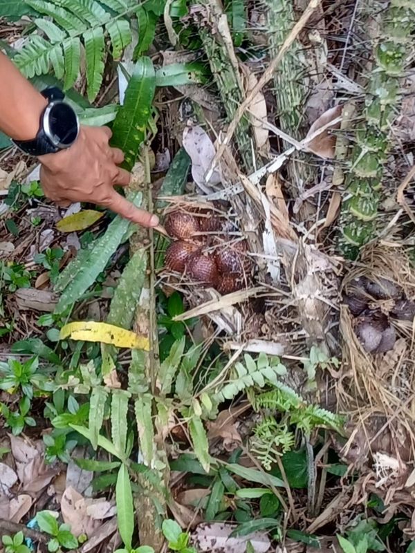 les-rizieres-de-belimbing_3