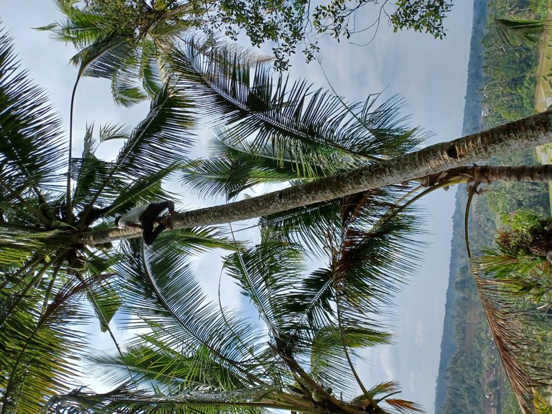 les-rizieres-de-belimbing