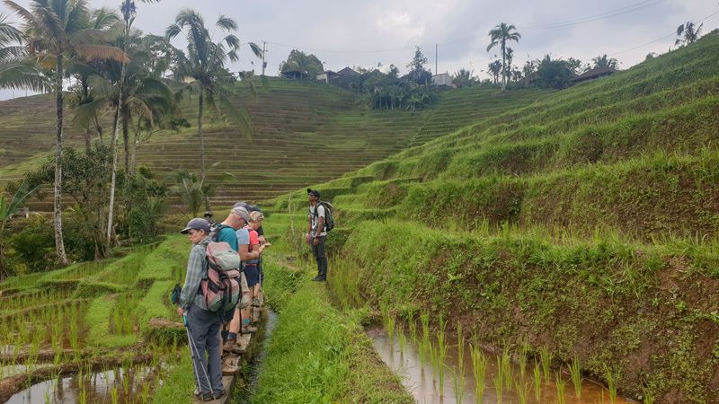 les-rizieres-de-belimbing_8