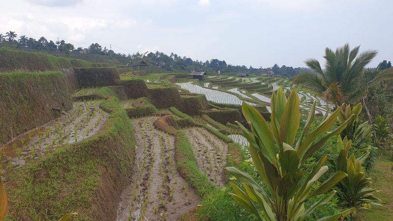 les-rizieres-de-belimbing_14