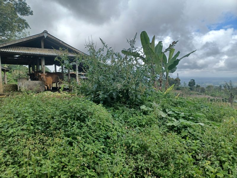 la-campagne-de-antapan_2