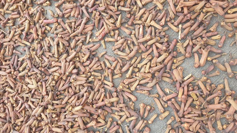 25-juillet-les-rizieres-de-pujungan-a-munduk_4