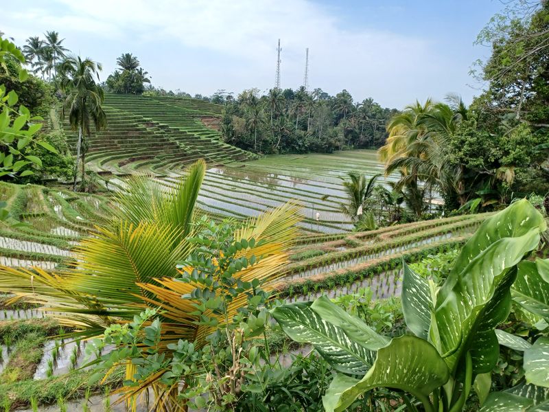 les-rizieres-de-belimbing_6