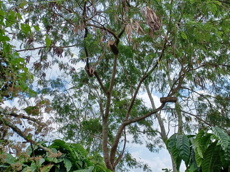 25-juillet-les-rizieres-de-pujungan-a-munduk_5