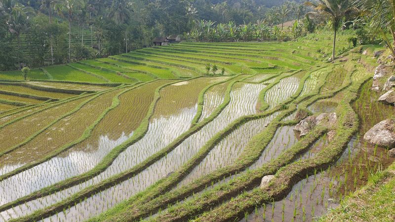 les-rizieres-de-belimbing_6