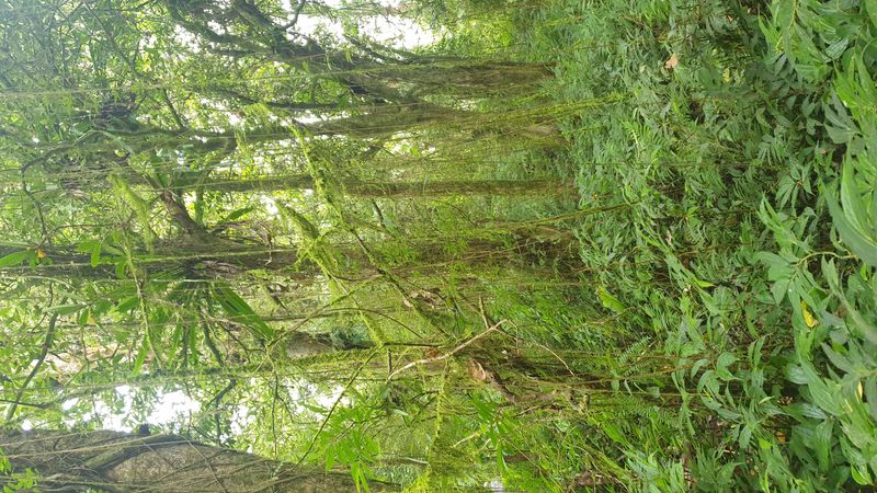 la-foret-tropicale_3