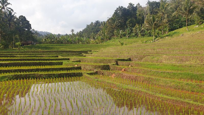 les-rizieres-de-belimbing_10