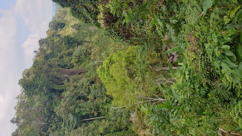 25-juillet-les-rizieres-de-pujungan-a-munduk_3