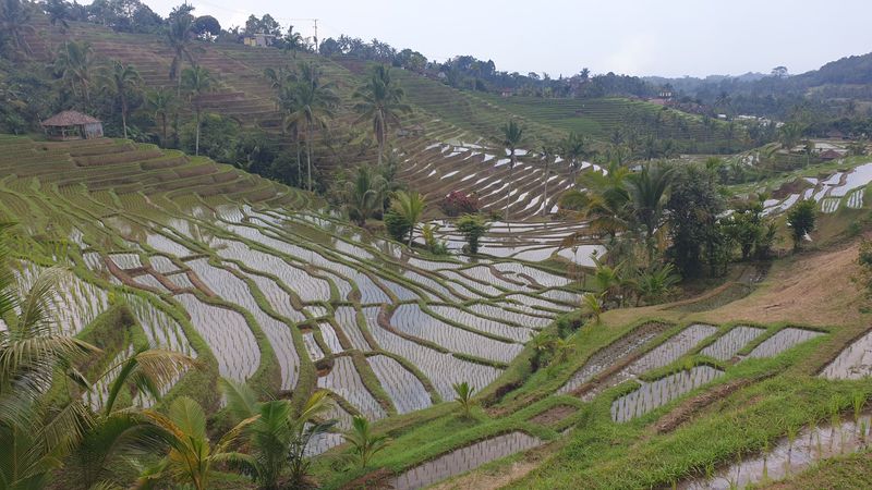 les-rizieres-de-belimbing_15