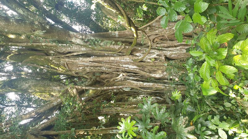 le-temple-de-gunung-kawi_9