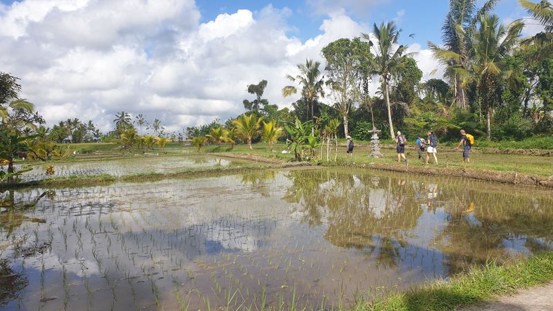 les-rizieres-de-sebatu_13