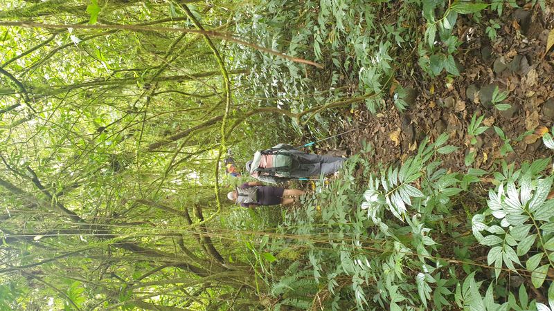 la-foret-tropicale_3