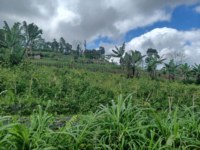 la-campagne-de-antapan_5